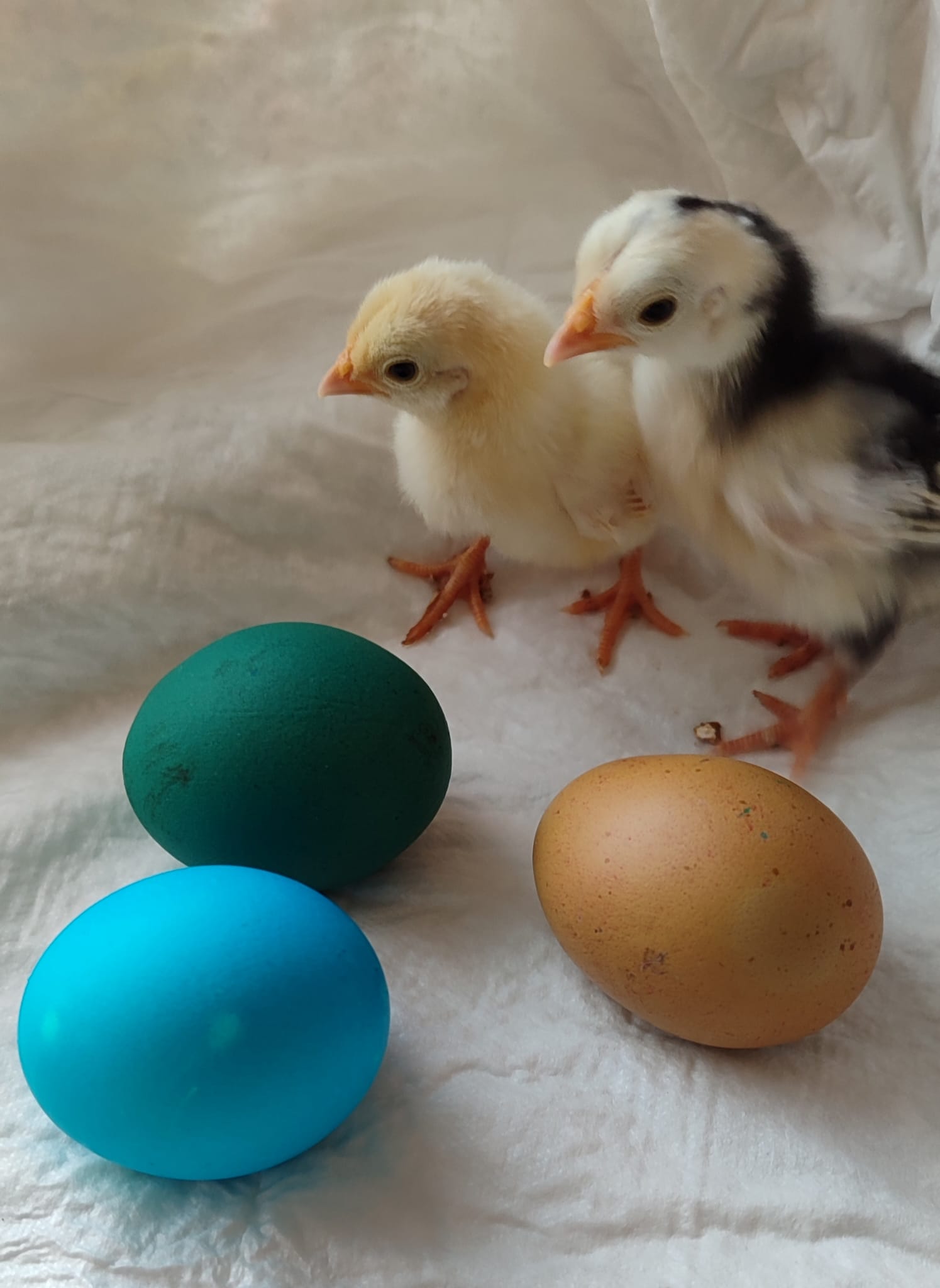 Huhn 22