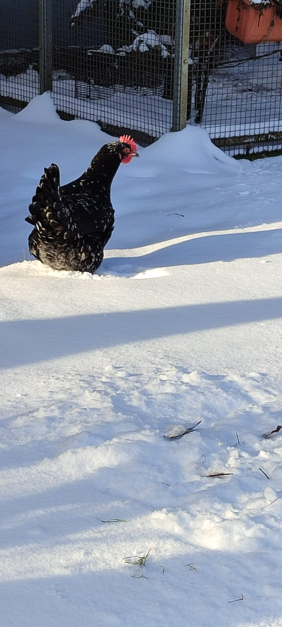Huhn 24