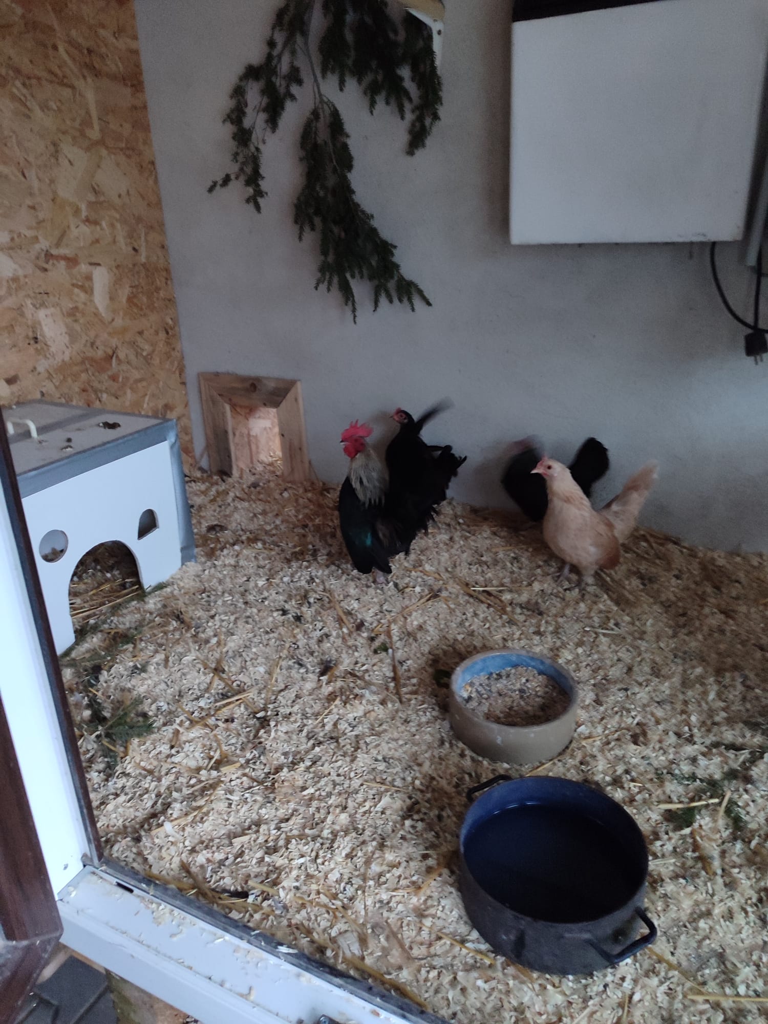 Huhn 25
