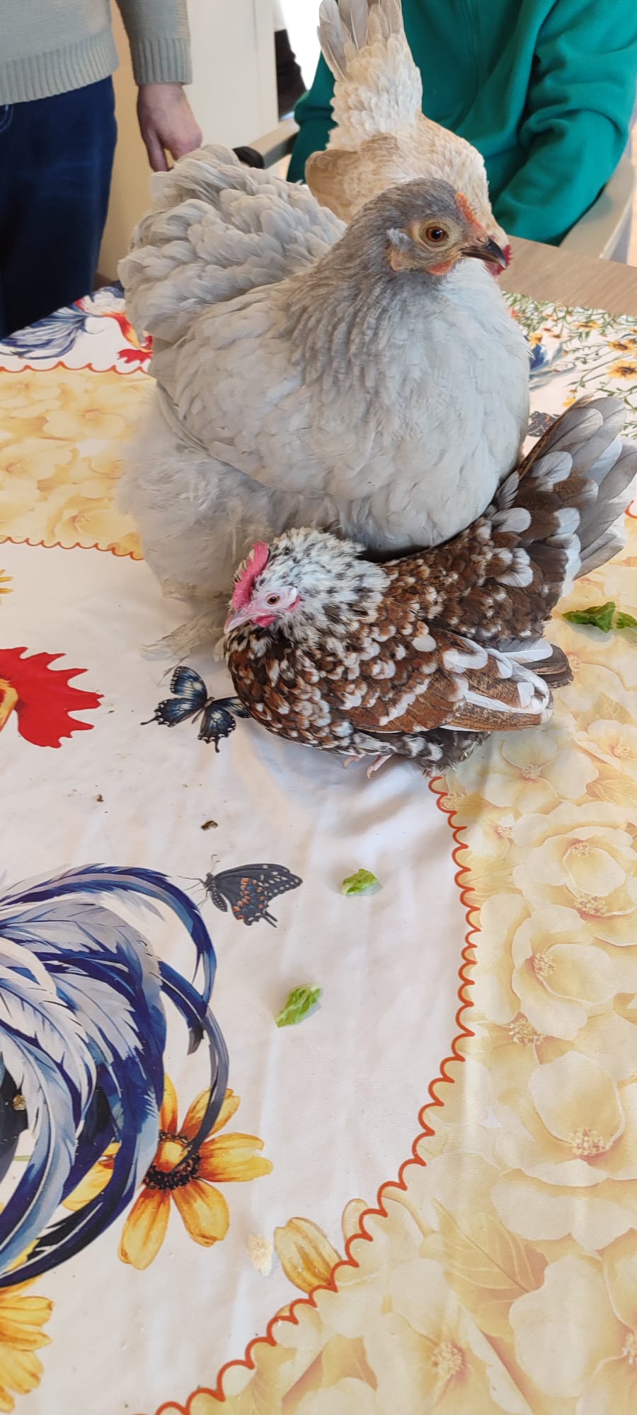 Huhn 26