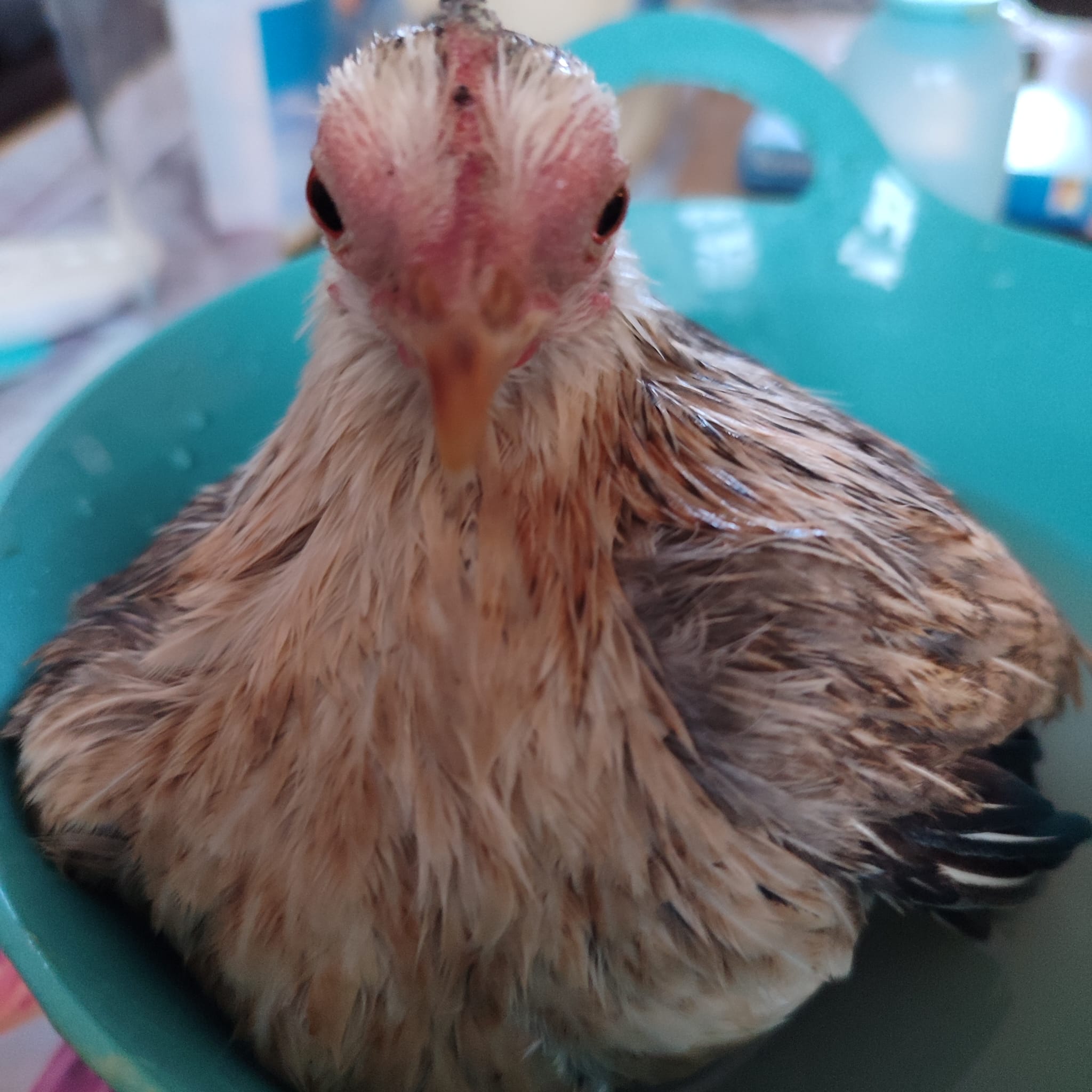 Huhn 28