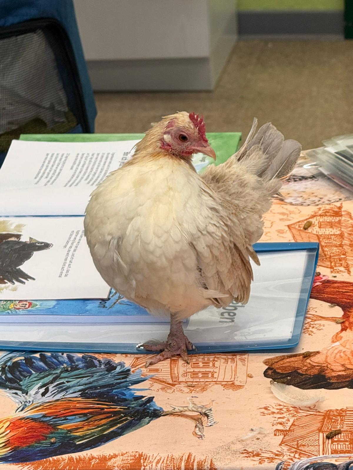 Huhn 29